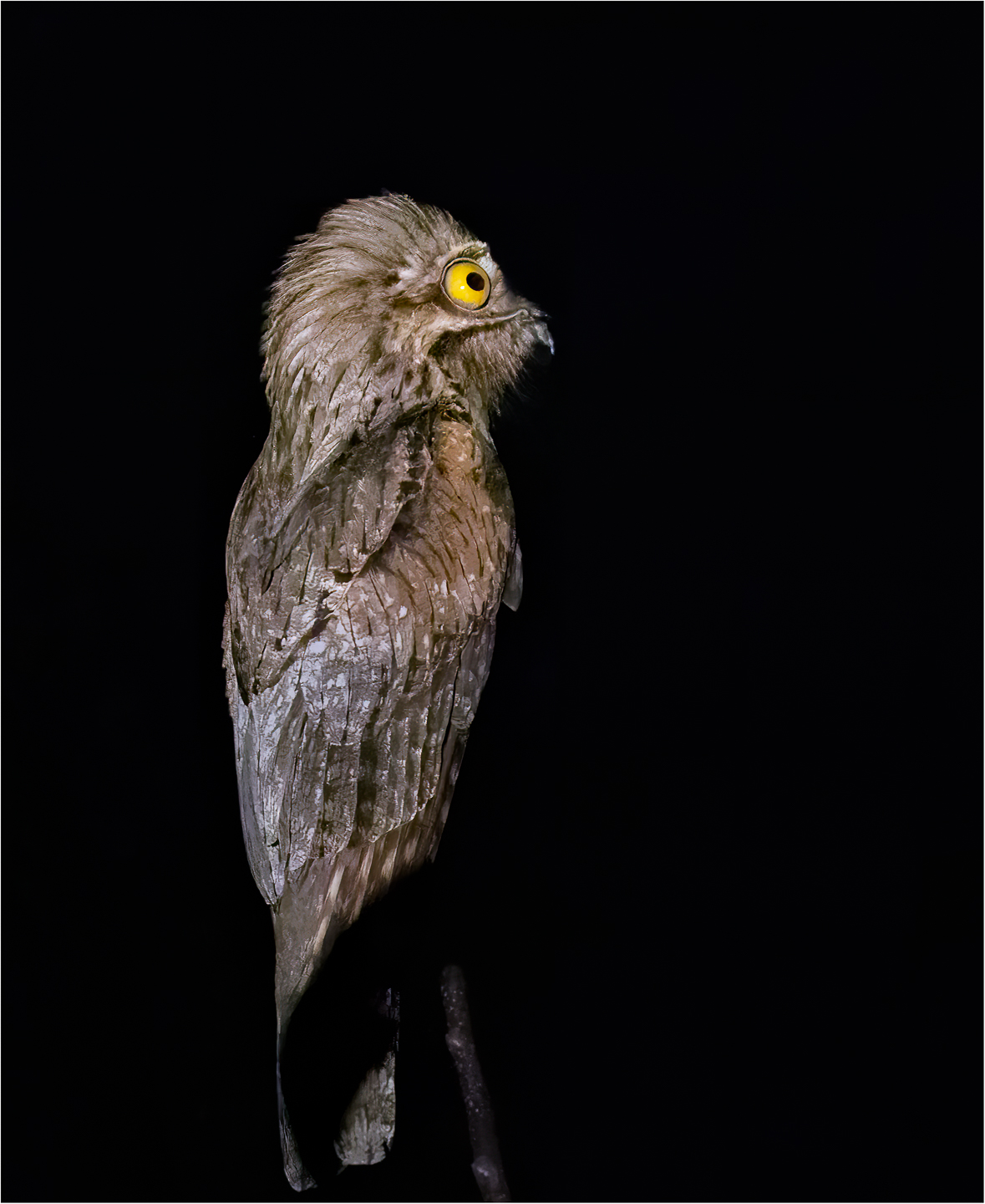 1st PrizeOpen Color In Class 3 By John Hoyt For Nocturnal Northern Potoo APR-2023.jpg